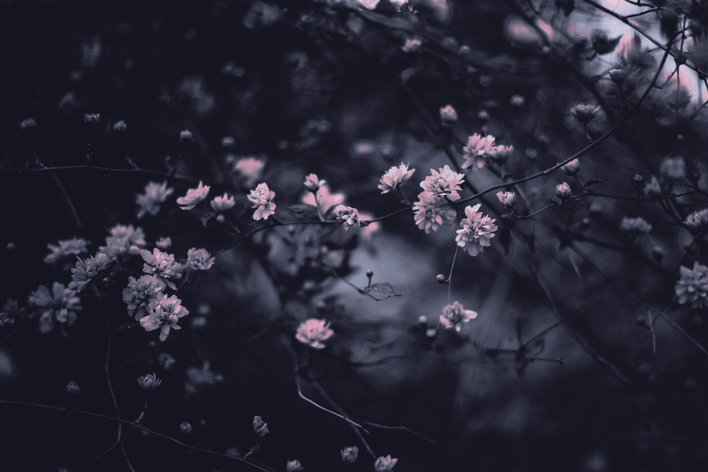 flowers-2